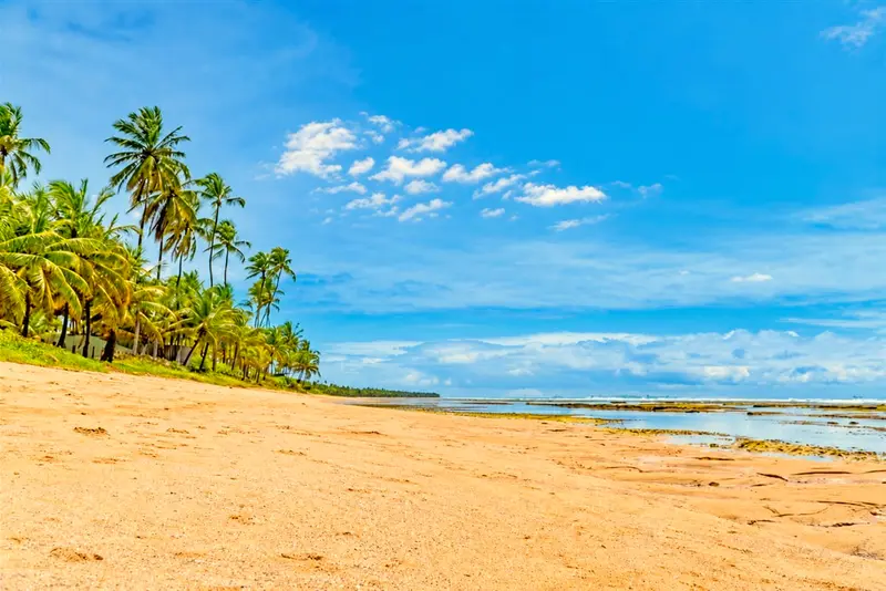 Faixa de areia larga com coqueiral e céu azul